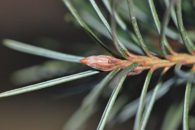 Picea breweriana - smrk Brewerův - pupen a jehlice